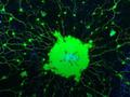 post_big/JellyfishBrainResearch_1024.jpg