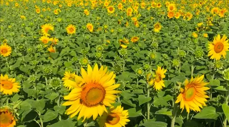 Un vídeo muestra de cerca cómo "respiran" las plantas