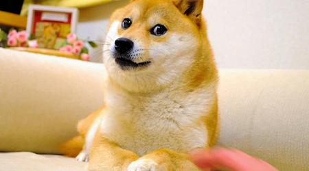 Kabosu, el perro del meme Doge, ha muerto en su 18º año de vida