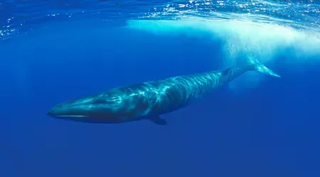 Japón autoriza la caza de peces en peligro de extinción