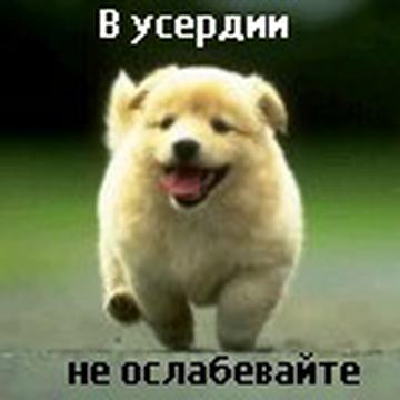 bogoyko