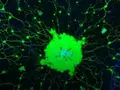 post_big/JellyfishBrainResearch_1024.jpg
