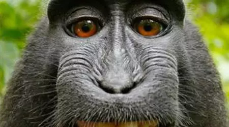 Científicos han devuelto la visión a un mono utilizando células madre humanas