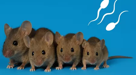 Ratones sin madre: los científicos han creado ratones sanos a partir de dos espermatozoides
