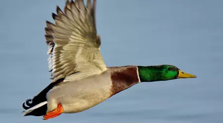 Esta vez no: personas reputadas desmienten el rumor de un acuerdo entre Microsoft y Valve