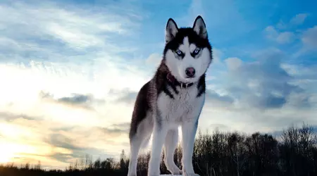La criptomoneda HUSKYX se dispara un 34.368% en dos días
