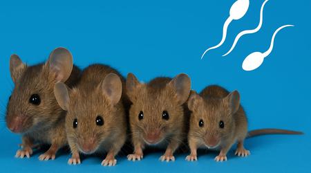 Ratones sin madre: los científicos han creado ratones sanos a partir de dos espermatozoides