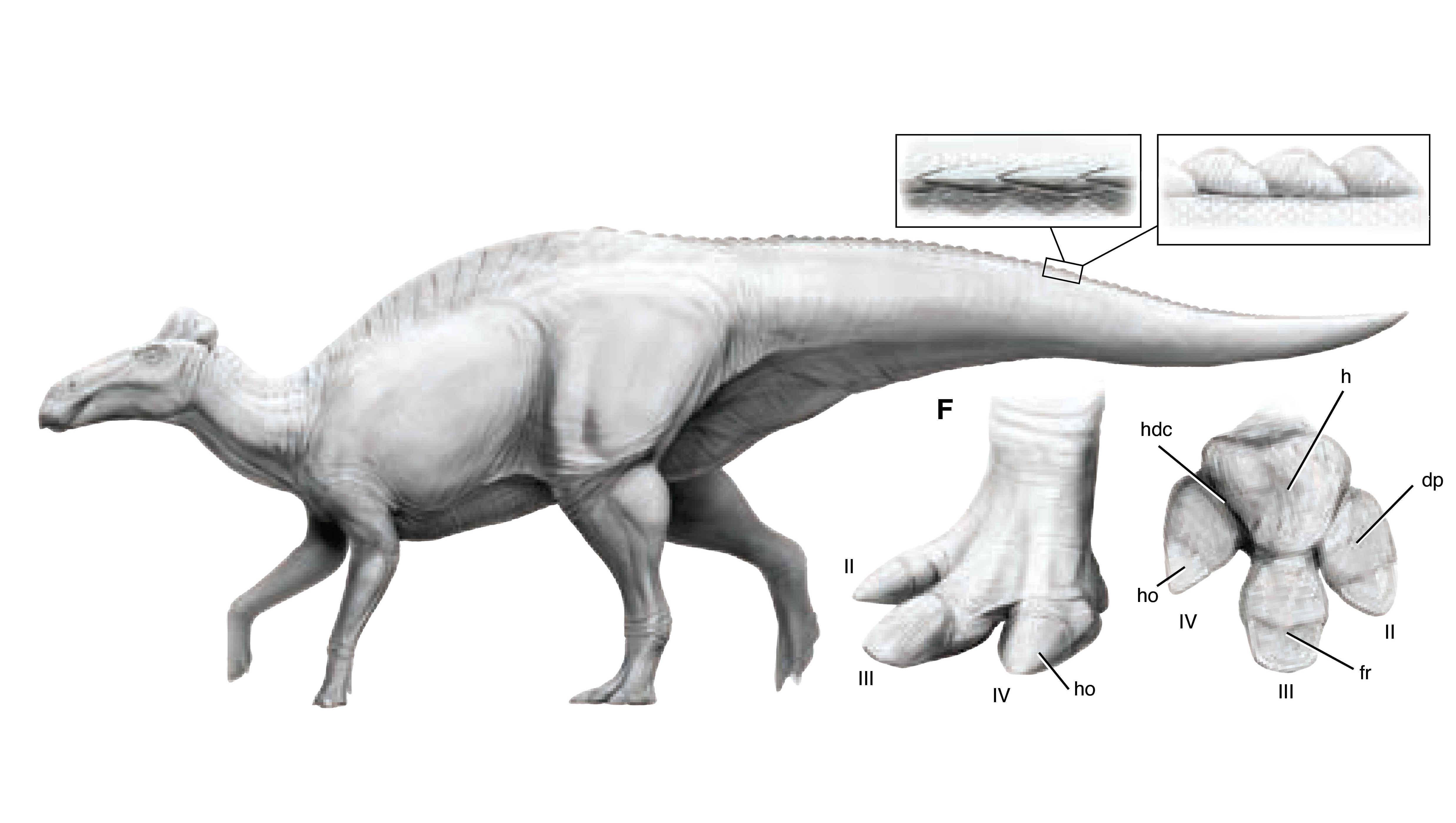 Sumergiéndose en la Dinosauria: El Notable Edmontosaurus Annectens Edmontosaurus Annectens: Explorando la Fascinante Vida de los Hadrosáuridos