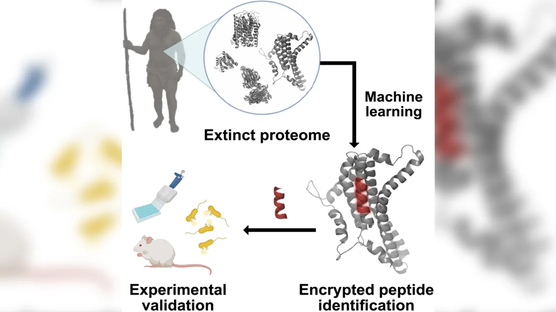 La IA ha devuelto a la vida moléculas antimicrobianas neandertales para luchar contra las superbacterias-2 La IA ha devuelto a la vida moléculas antimicrobianas neandertales para luchar contra las superbacterias-2