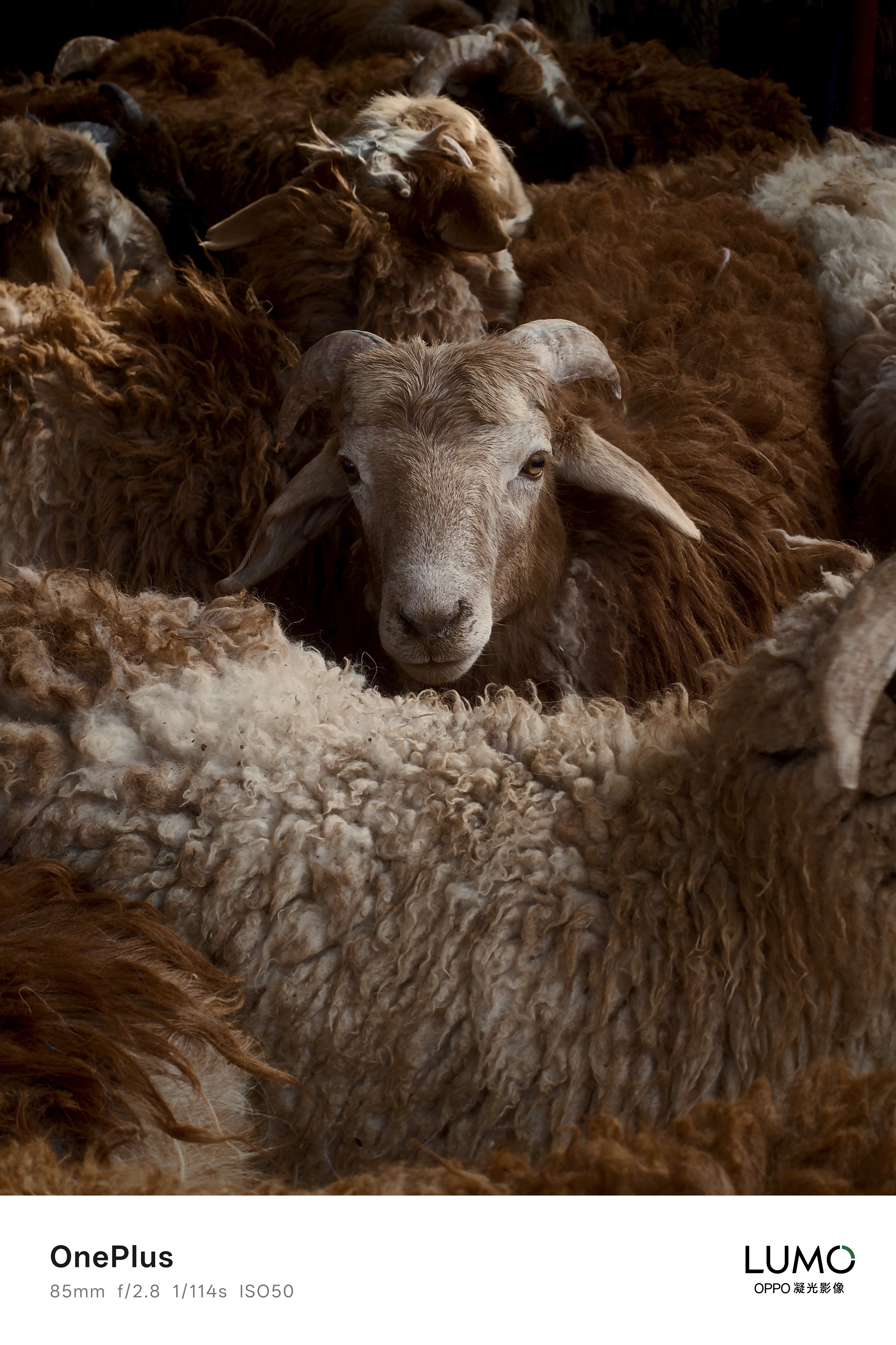 sheep sheep