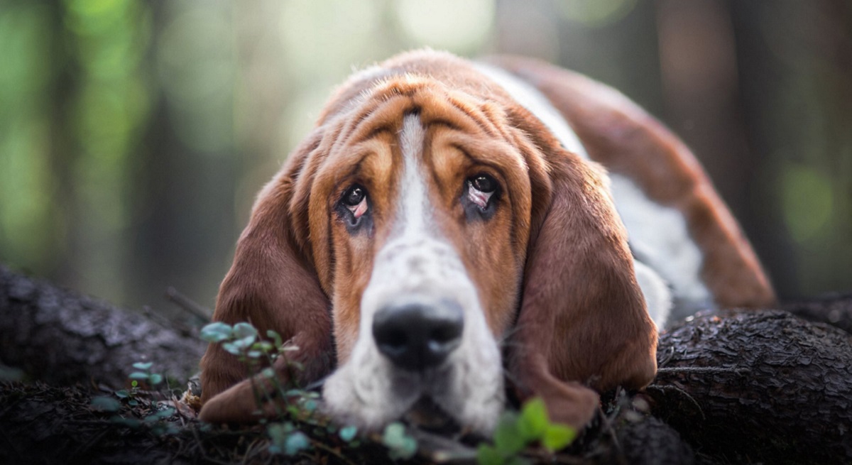 Los perros ya no se aburrirán. Los científicos han diseñado una plataforma de juegos para entretener a los jugadores de cuatro patas Los perros ya no se aburrirán. Los científicos han diseñado una plataforma de juegos para entretener a los jugadores de cuatro patas