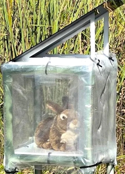 Un conejo robótico en los Everglades. Un conejo robótico en los Everglades.